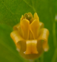 Ribes quercetorum