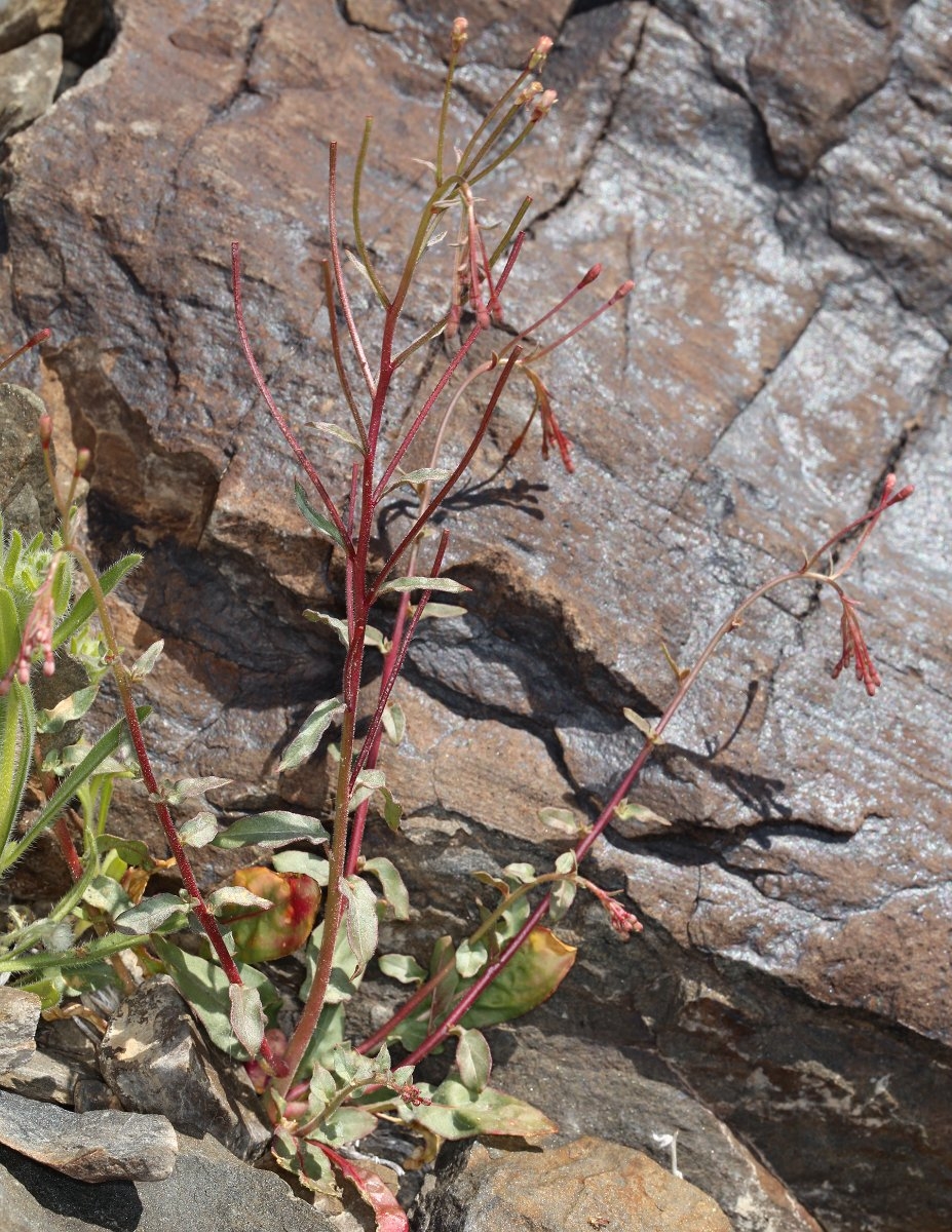 Eremothera chamaenerioides