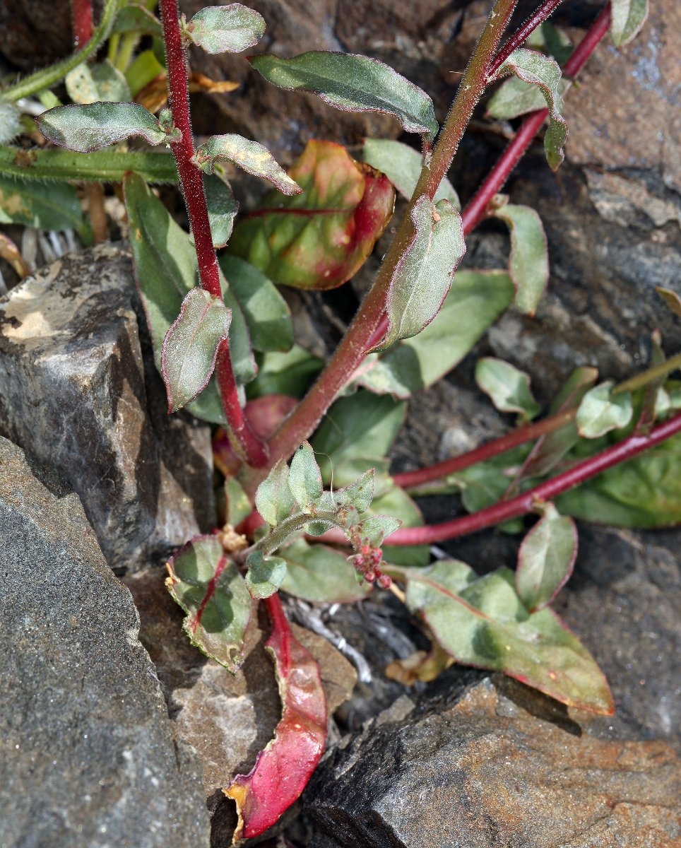 Eremothera chamaenerioides