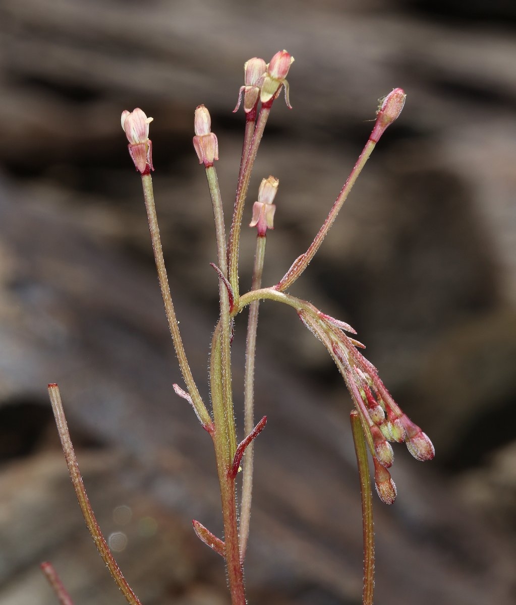 Eremothera chamaenerioides