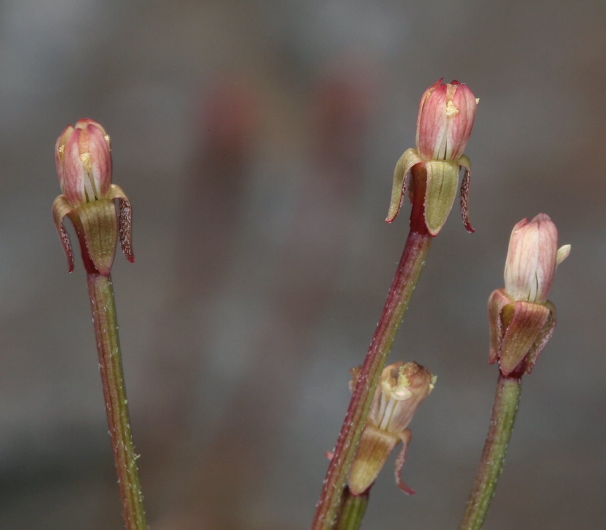 Eremothera chamaenerioides