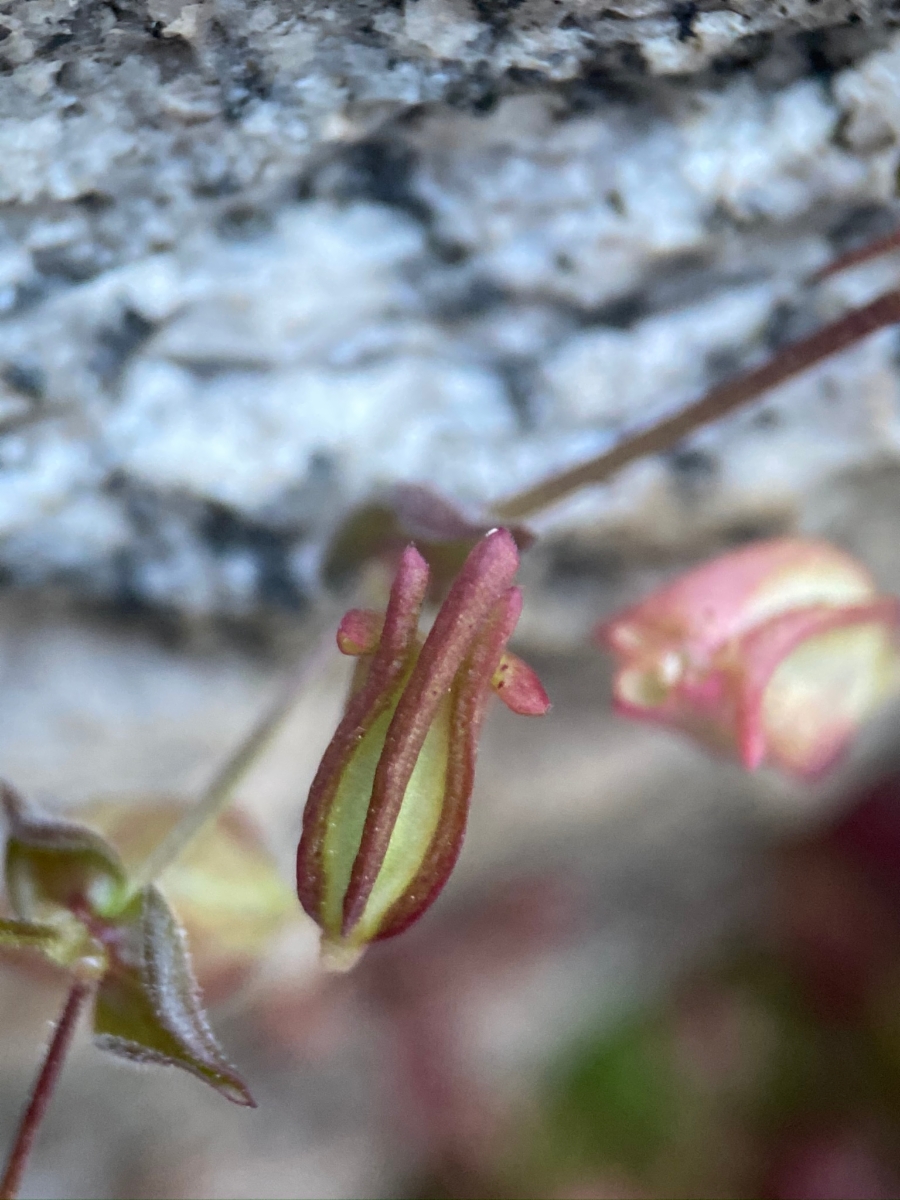 Erythranthe angulosa