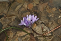 Dichelostemma capitatum