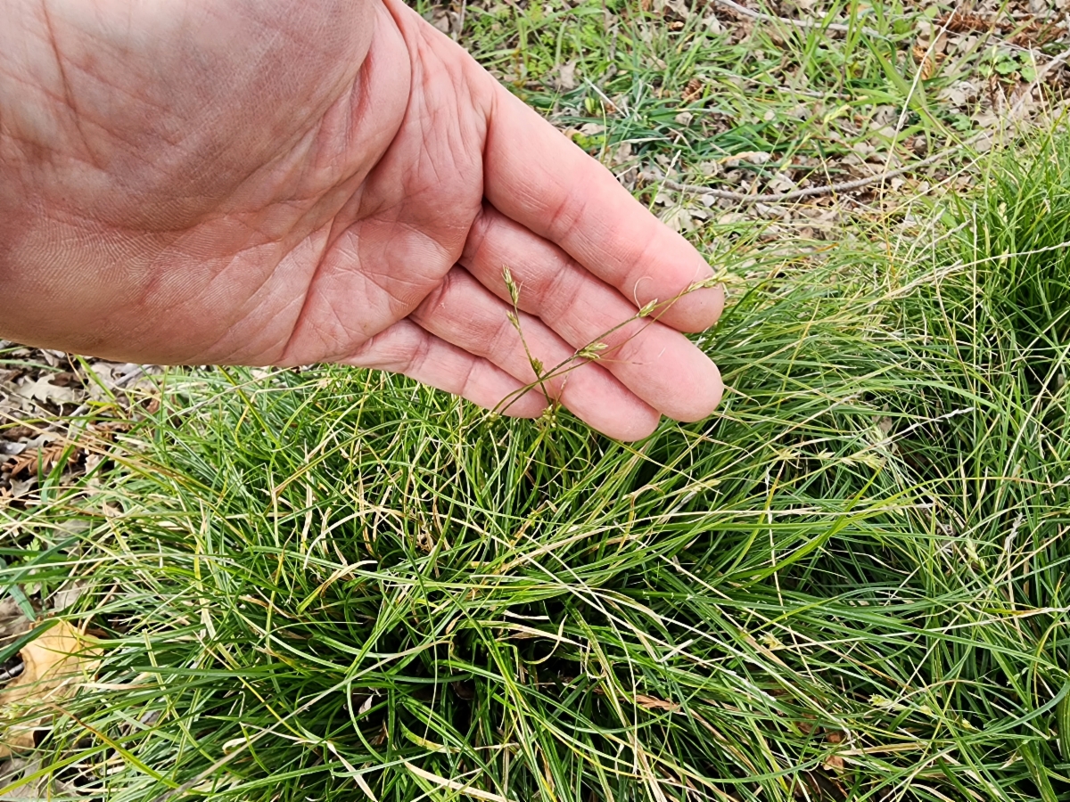 Carex divulsa