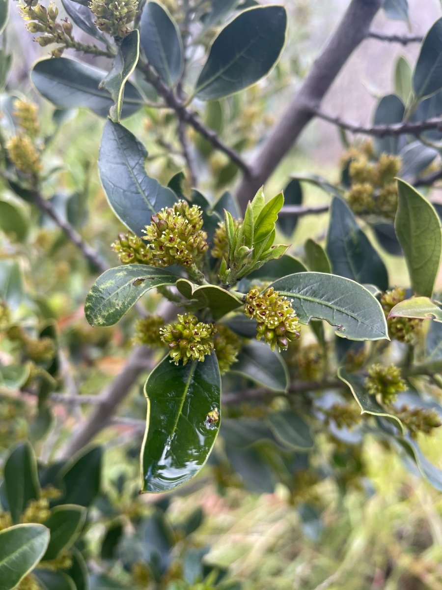 Rhamnus alaternus