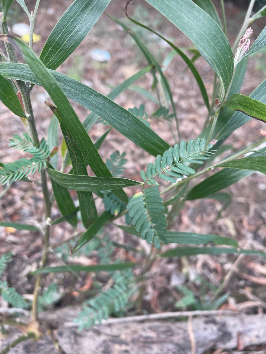 Acacia melanoxylon