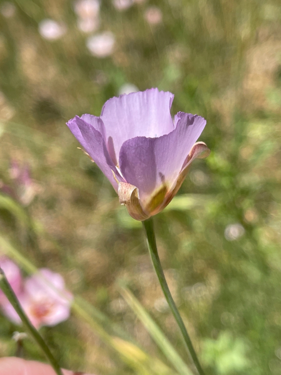 Calochortus palmeri var. palmeri