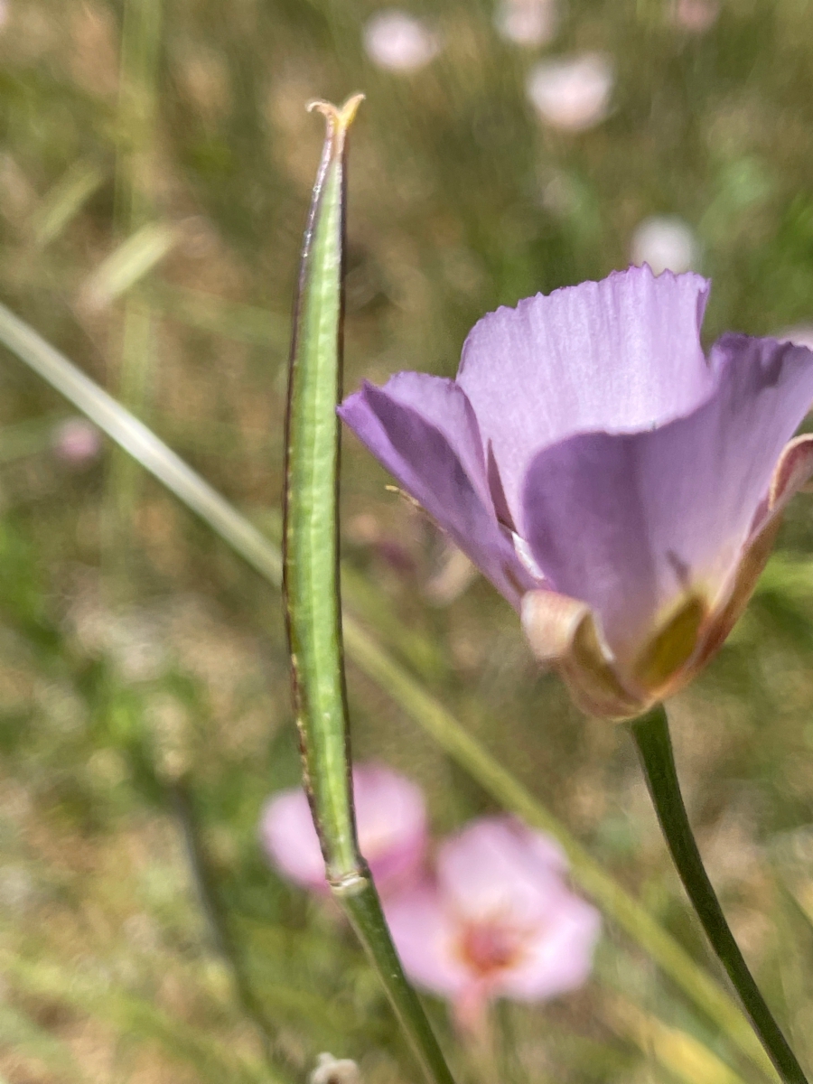 Calochortus palmeri