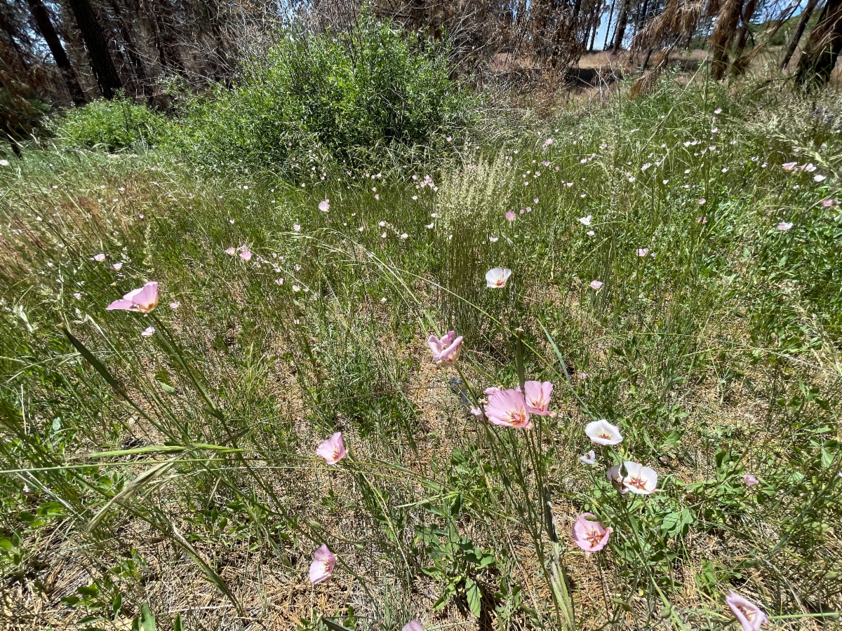 Calochortus palmeri var. palmeri