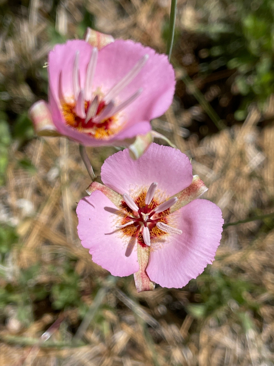 Calochortus palmeri var. palmeri