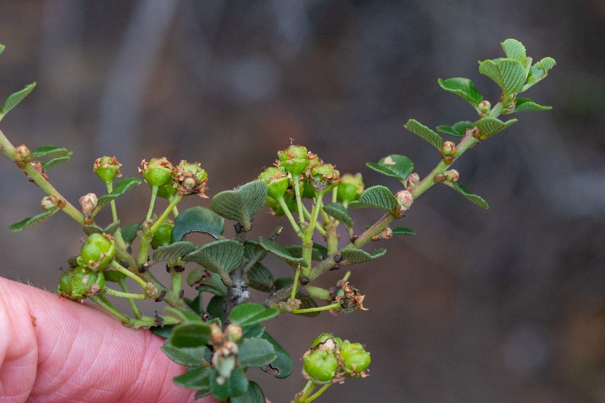 Ceanothus verrucosus