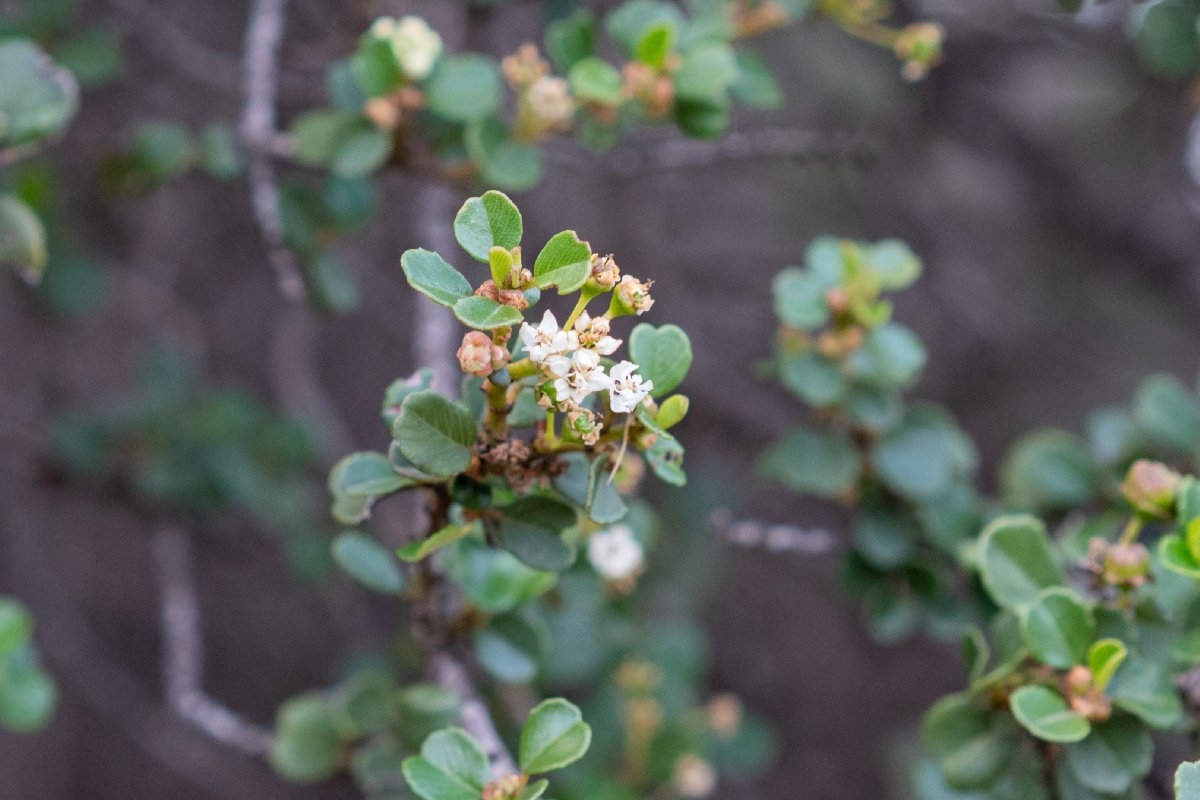 Ceanothus verrucosus