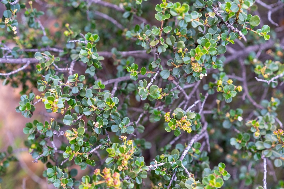 Ceanothus verrucosus