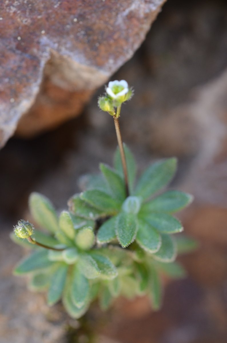 Draba lonchocarpa