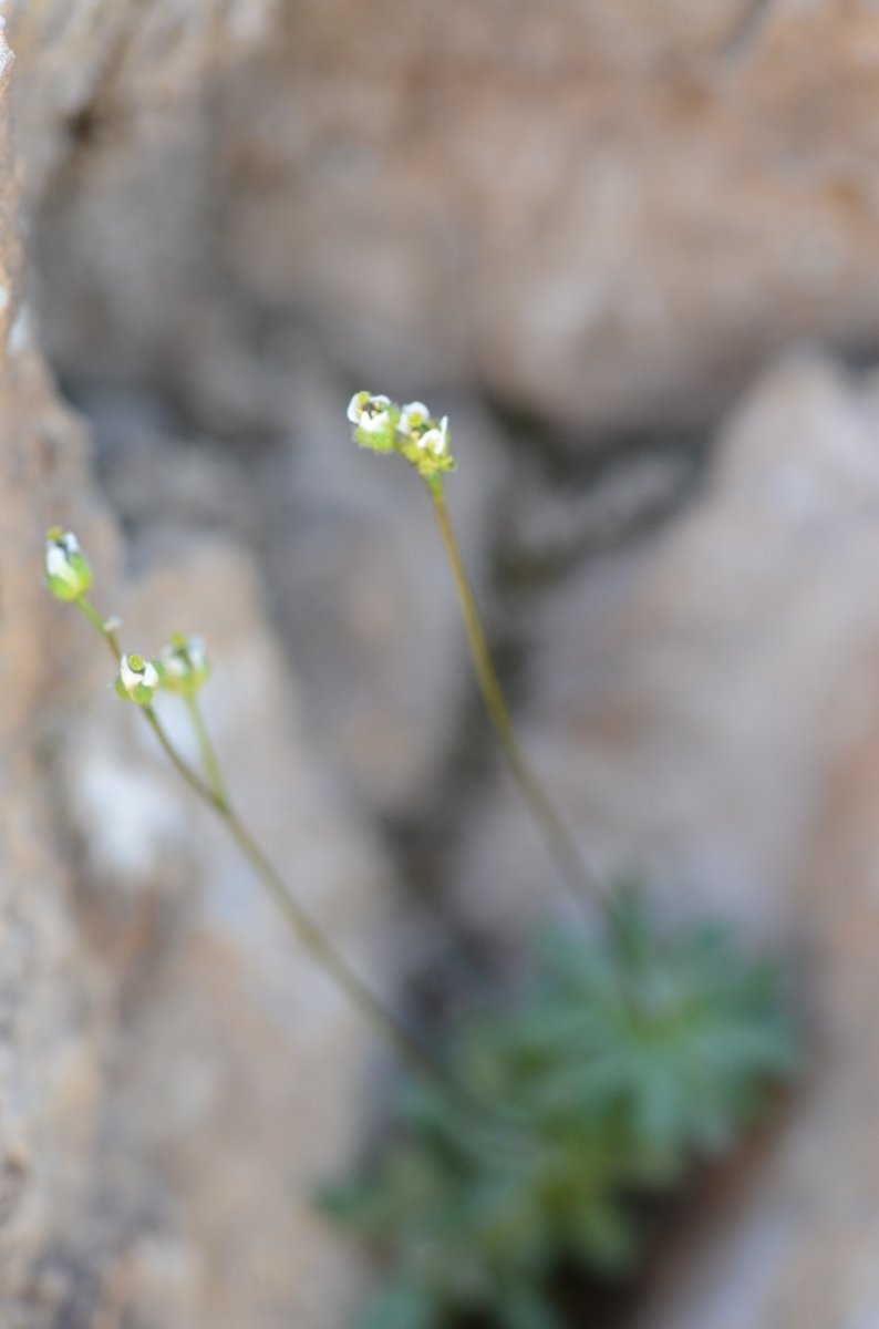 Draba lonchocarpa