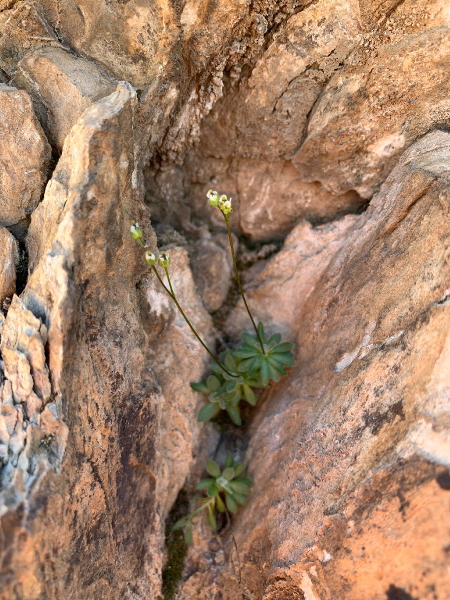 Draba lonchocarpa