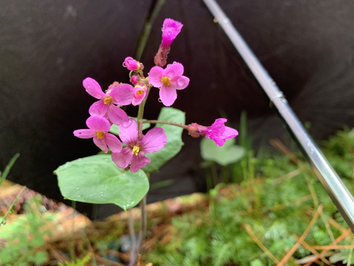 Cardamine pachystigma