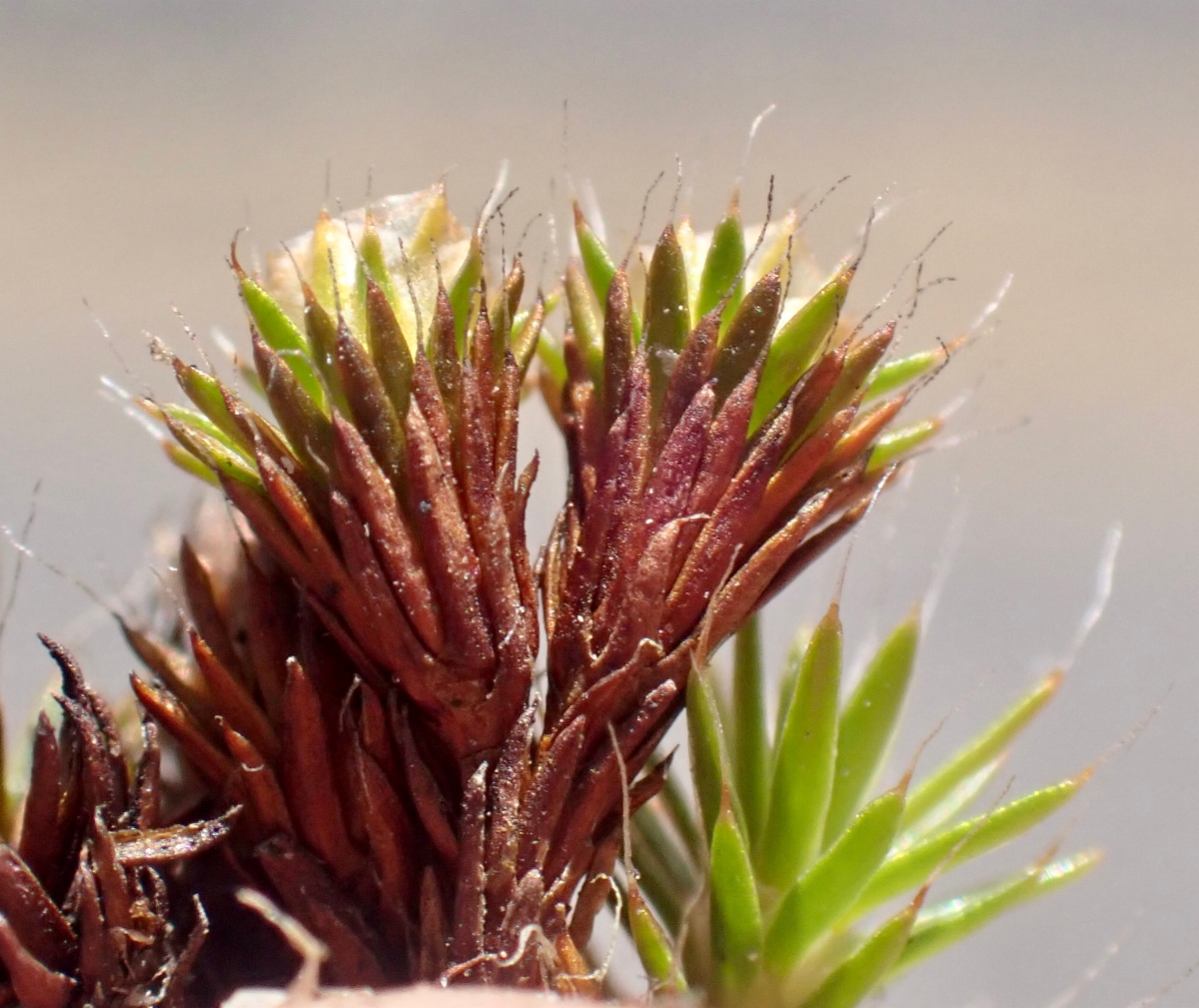 Polytrichum piliferum