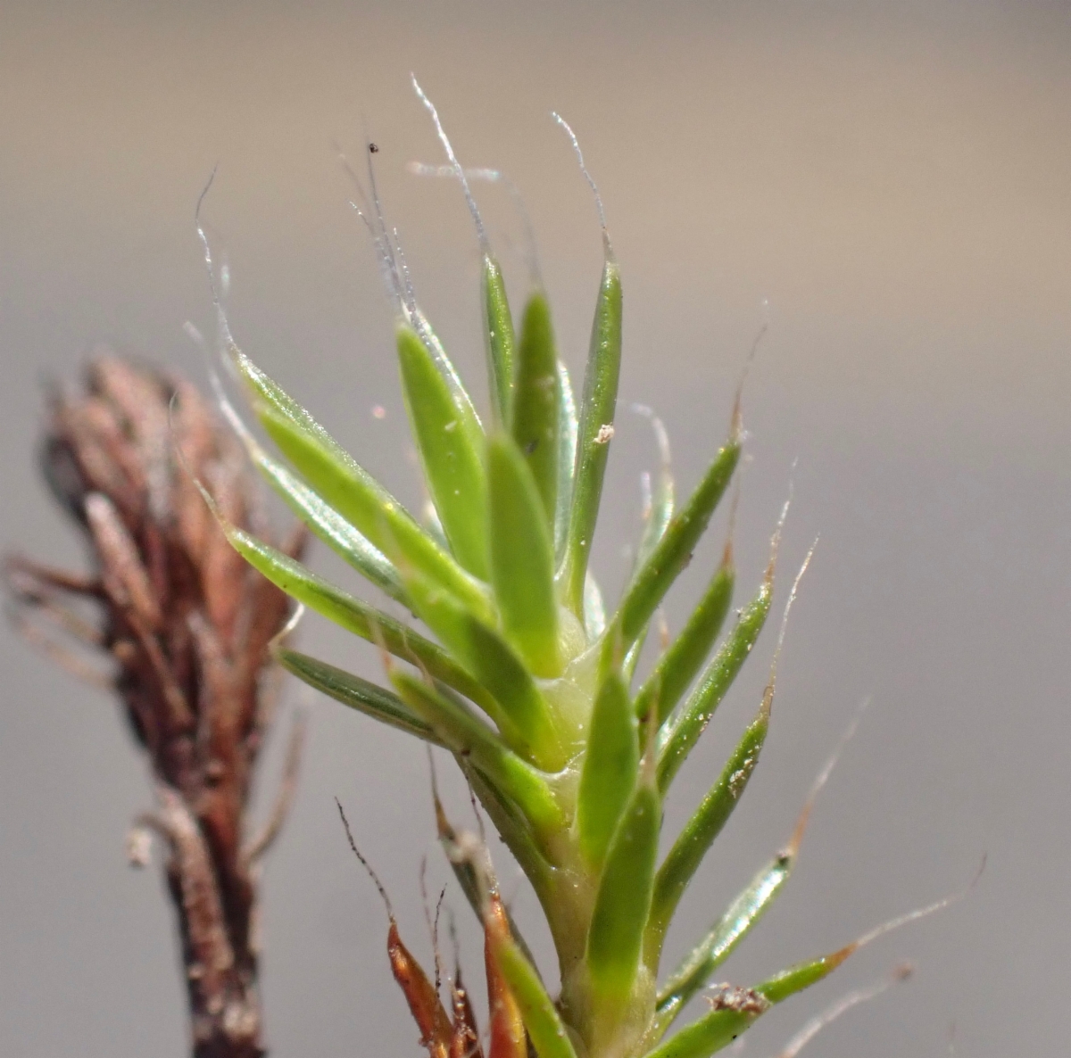 Polytrichum piliferum