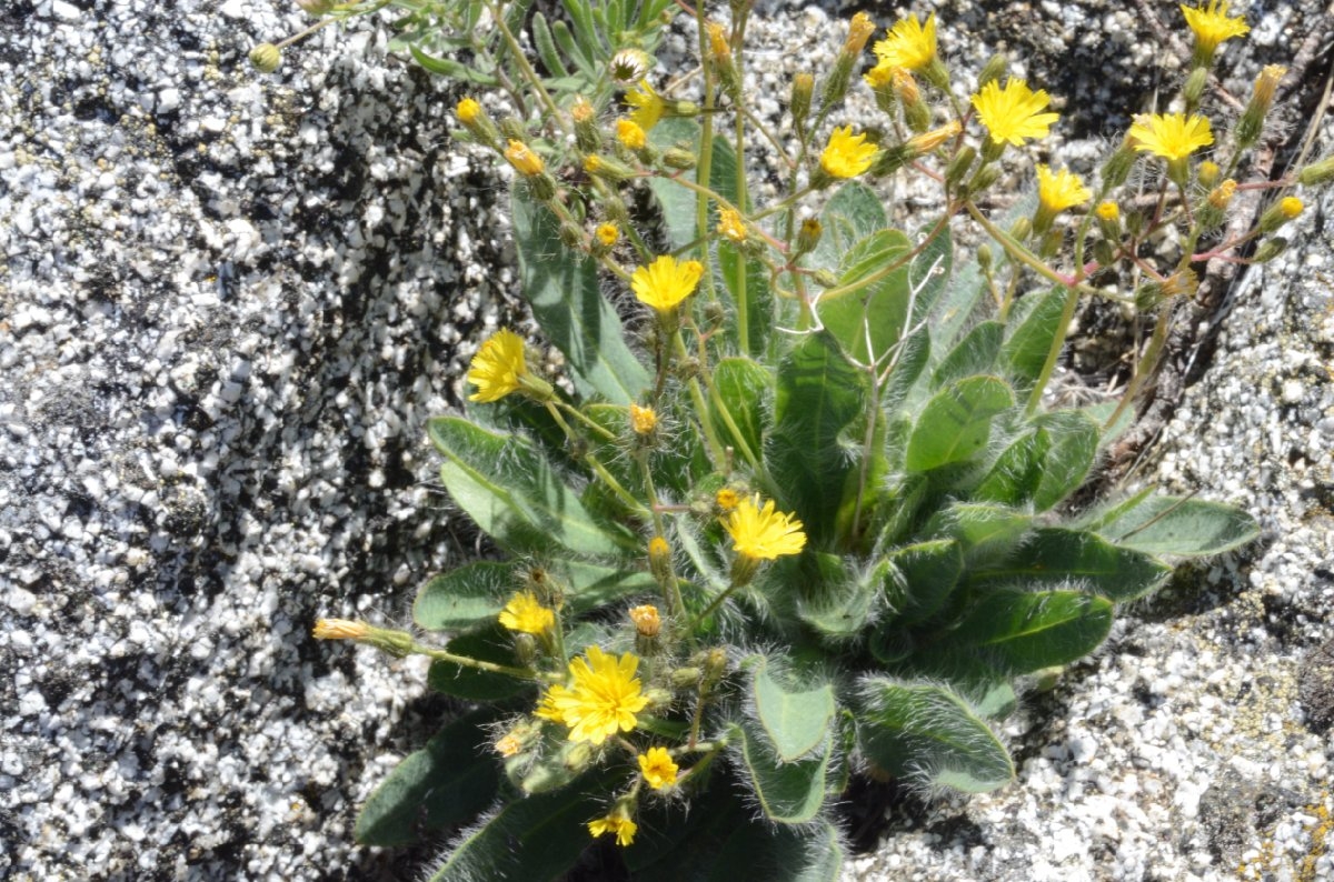 Hieracium scouleri