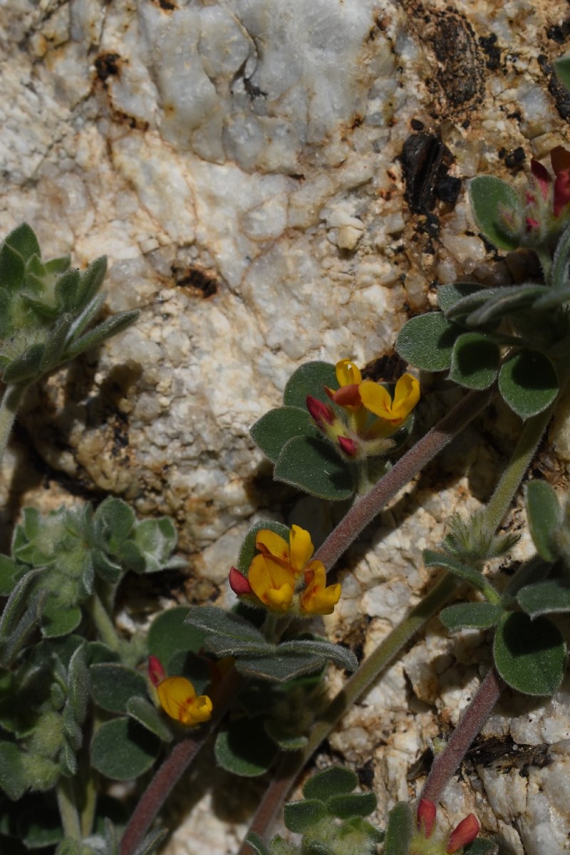 Acmispon tomentosus