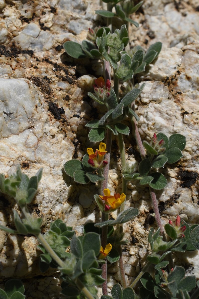 Acmispon tomentosus var. glabriusculus