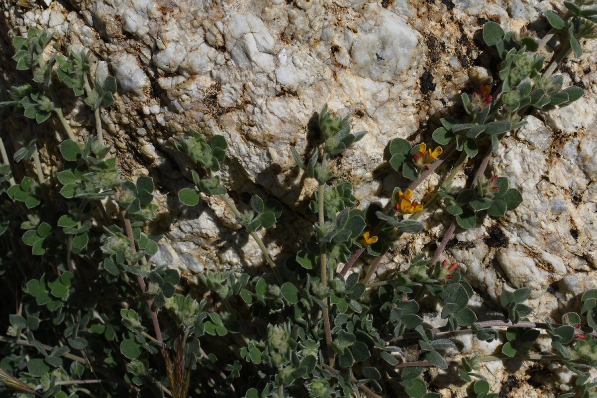 Acmispon tomentosus var. glabriusculus