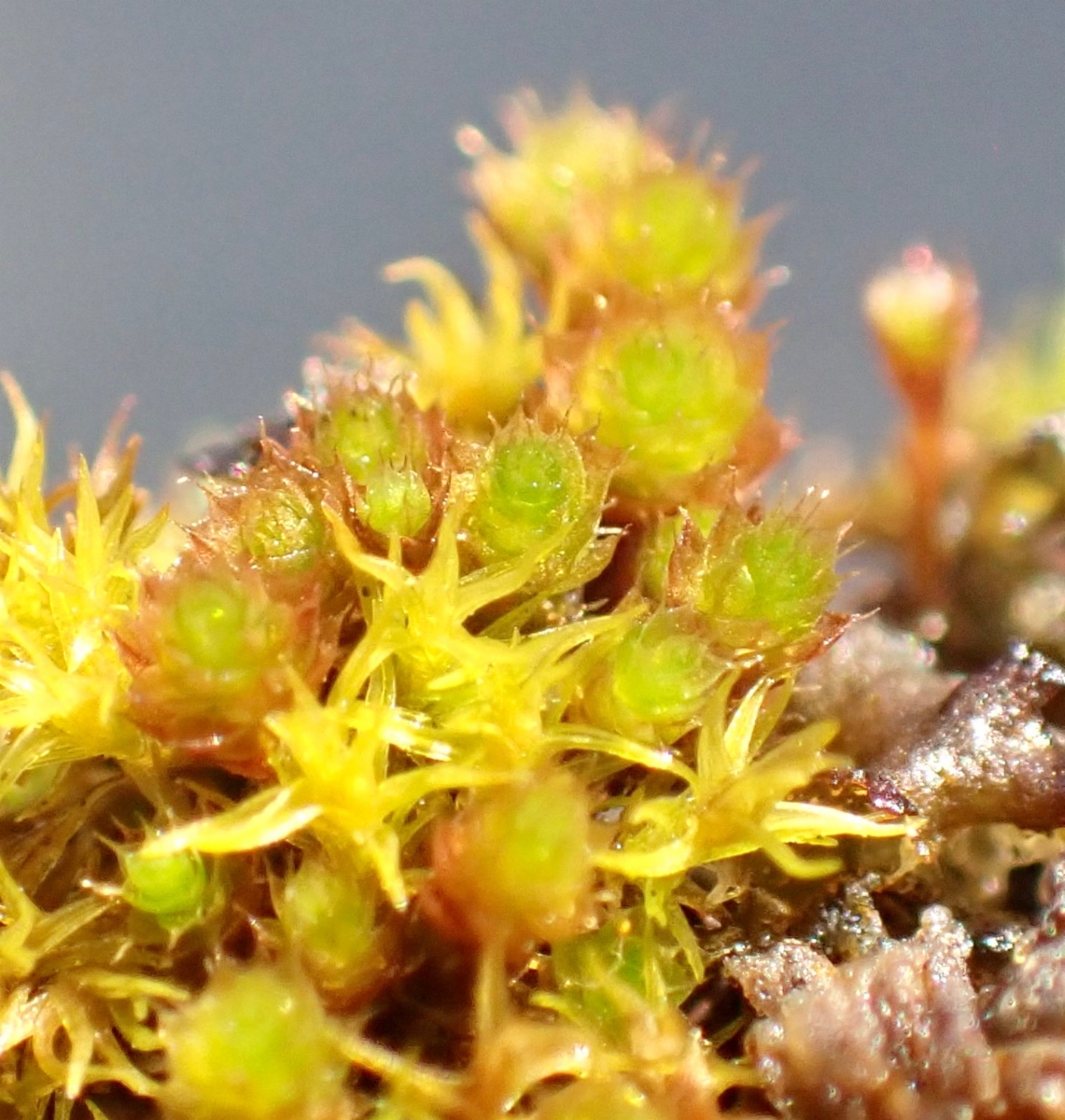 Rosulabryum capillare