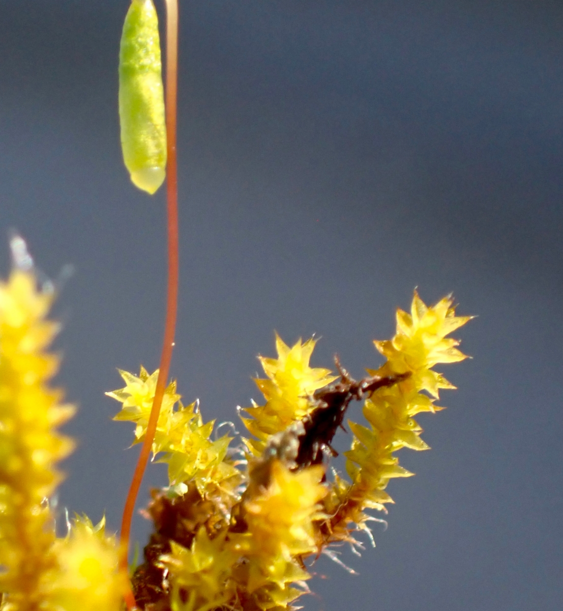 Rosulabryum capillare