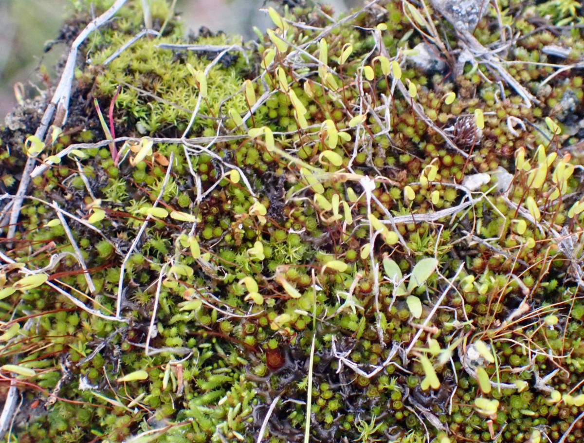 Rosulabryum capillare