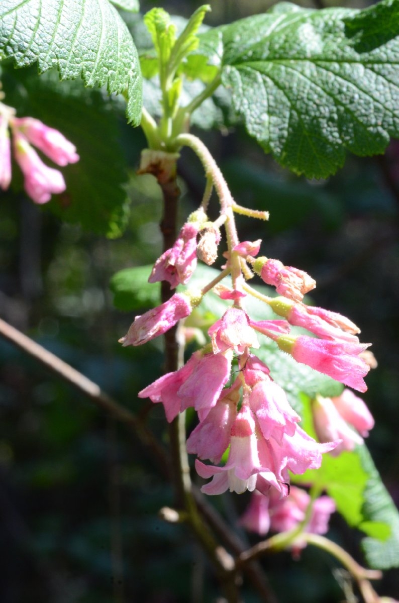 Ribes sanguineum var. glutinosum