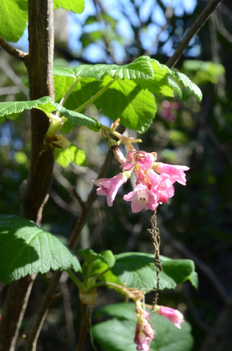 Ribes sanguineum var. glutinosum