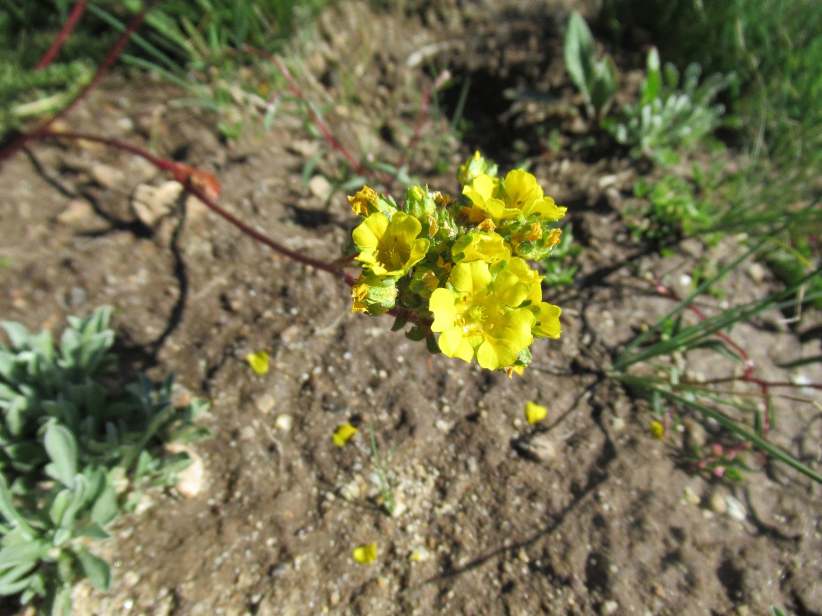 Ivesia lycopodioides var. megalopetala