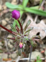 Linanthus latisectus