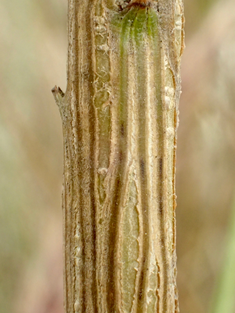 Genista monosperma