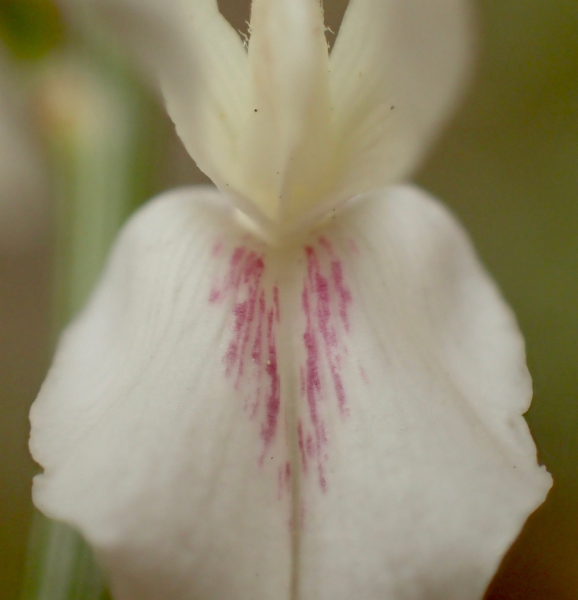 Genista monosperma