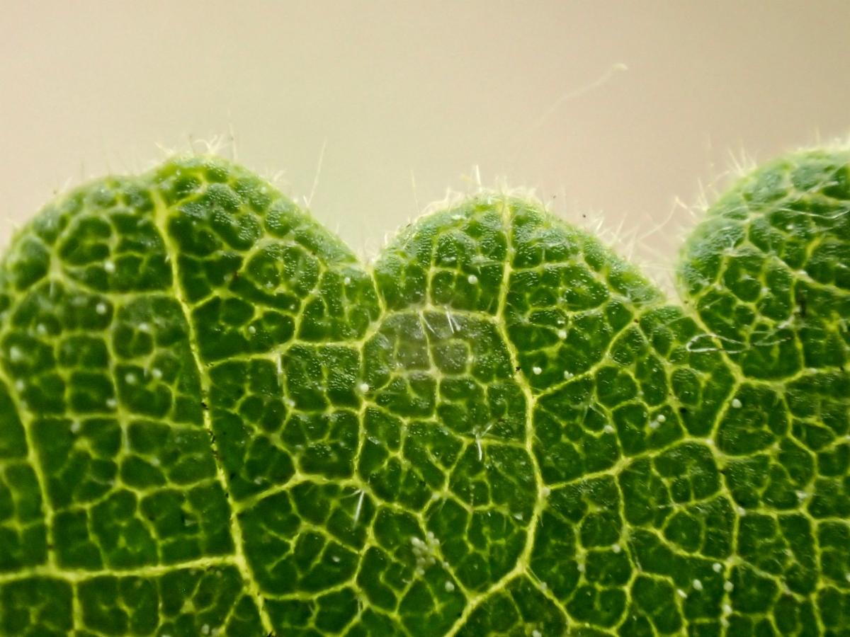 Abutilon grandifolium