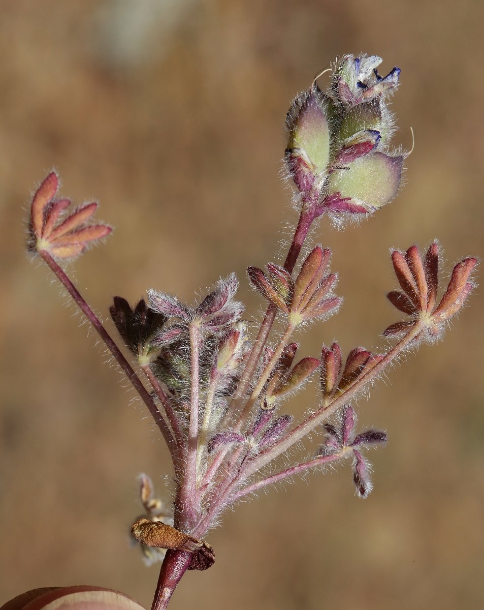 Lupinus brevicaulis