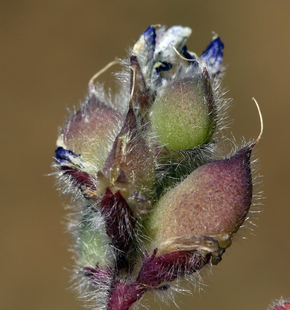 Lupinus brevicaulis