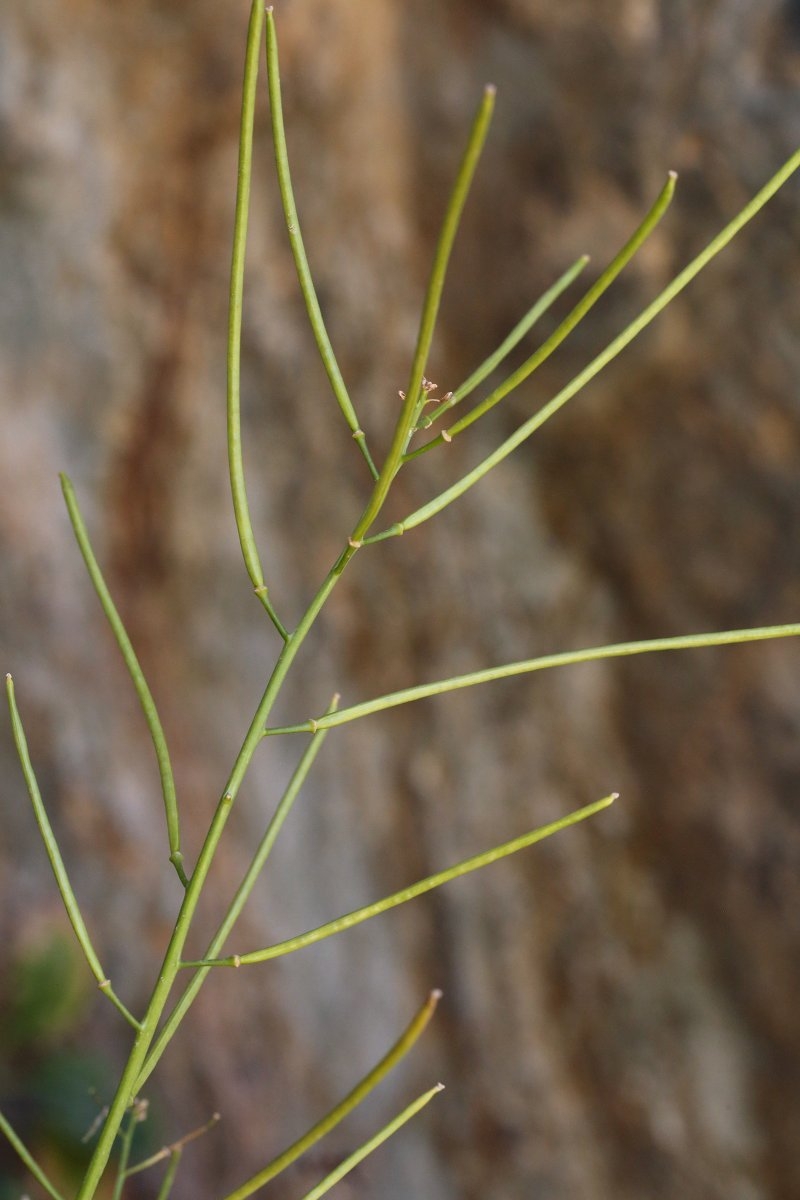 Caulanthus glaucus