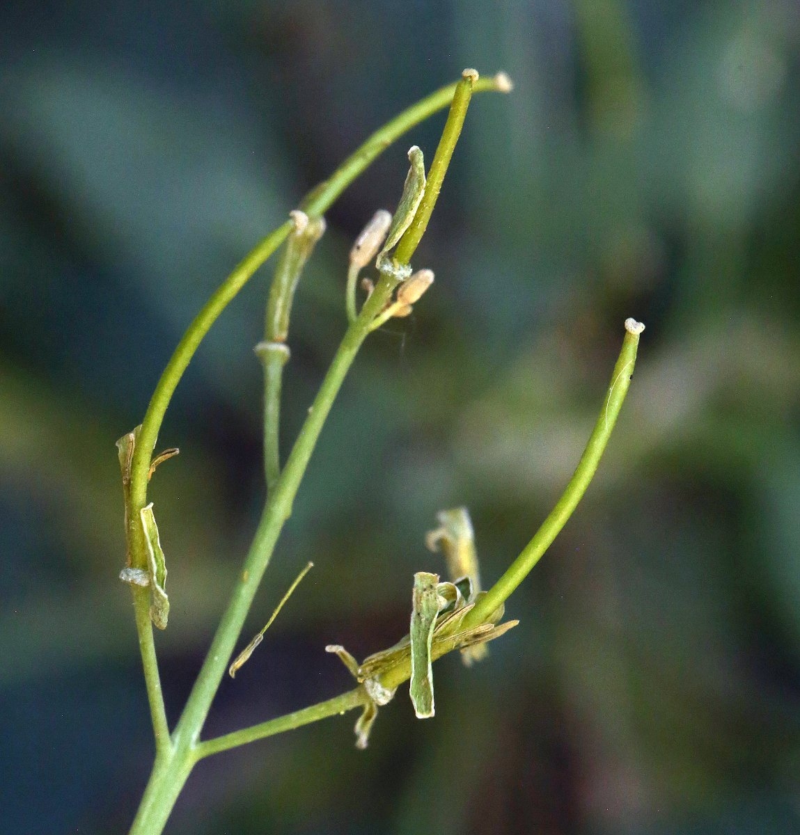 Caulanthus glaucus