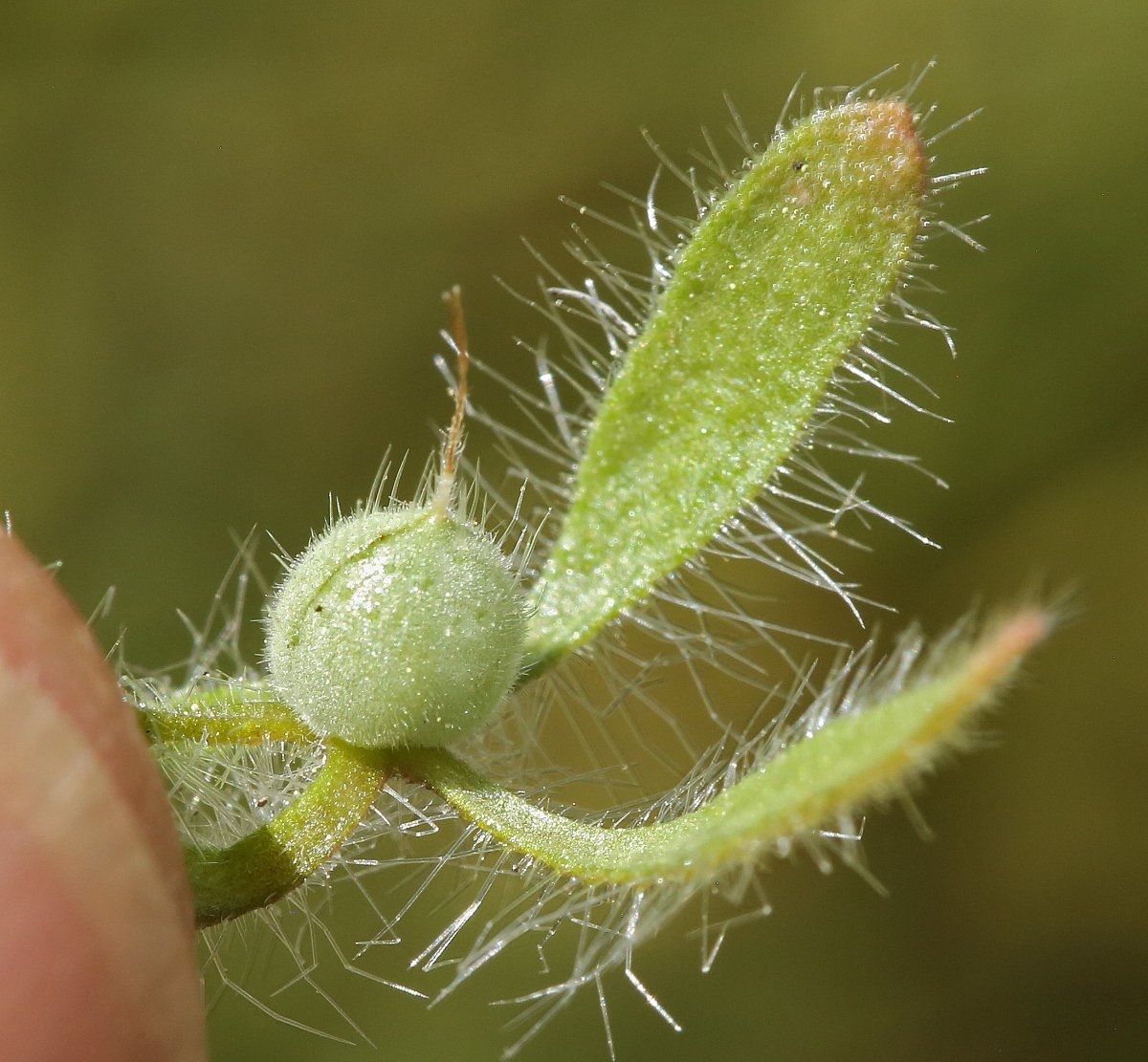 Phacelia cryptantha