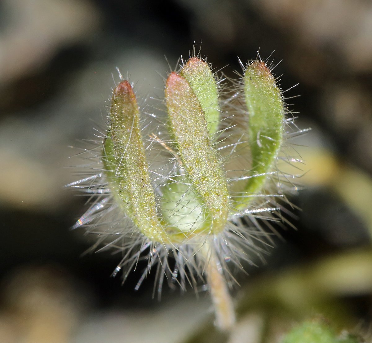 Phacelia cryptantha