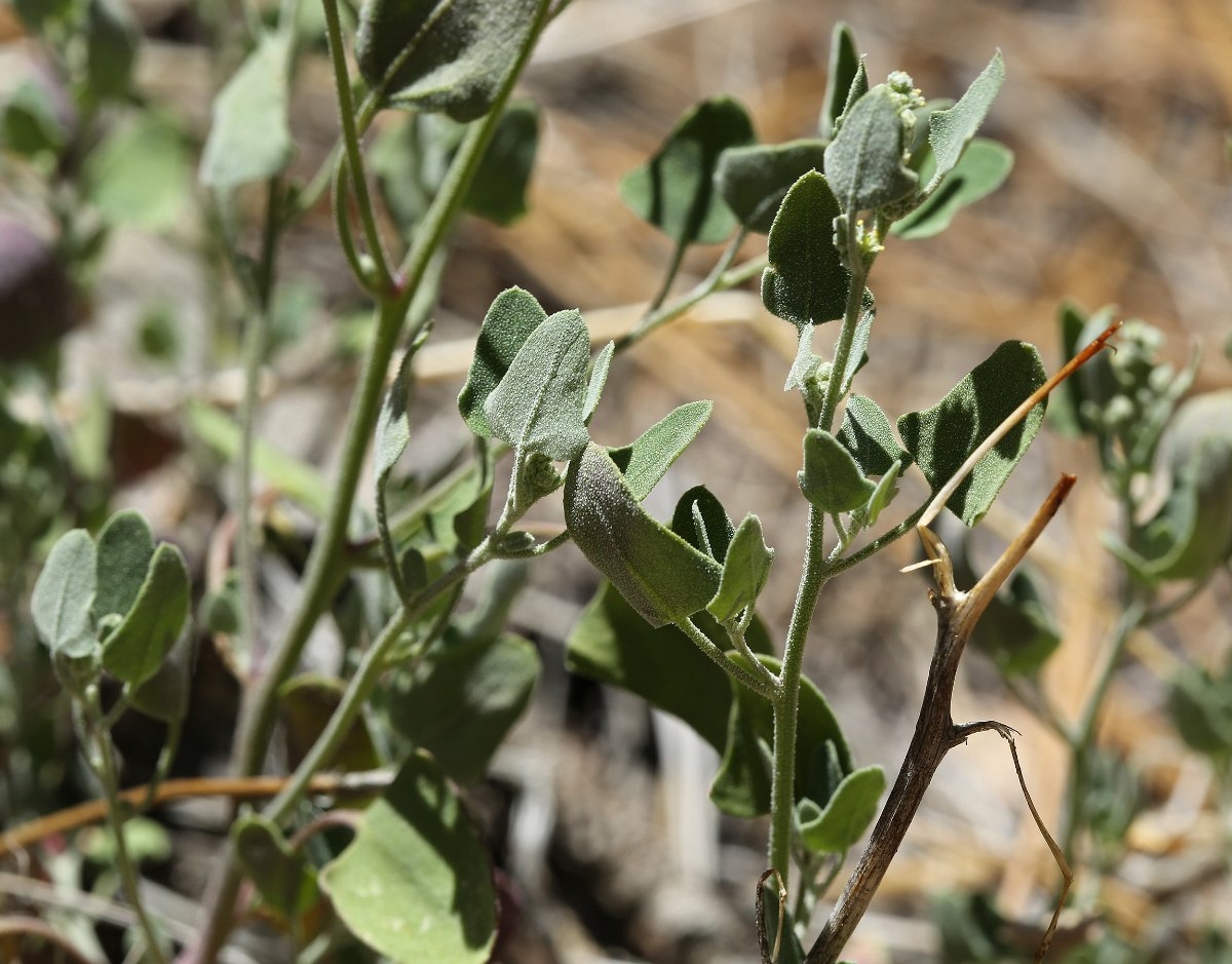 Chenopodium fremontii