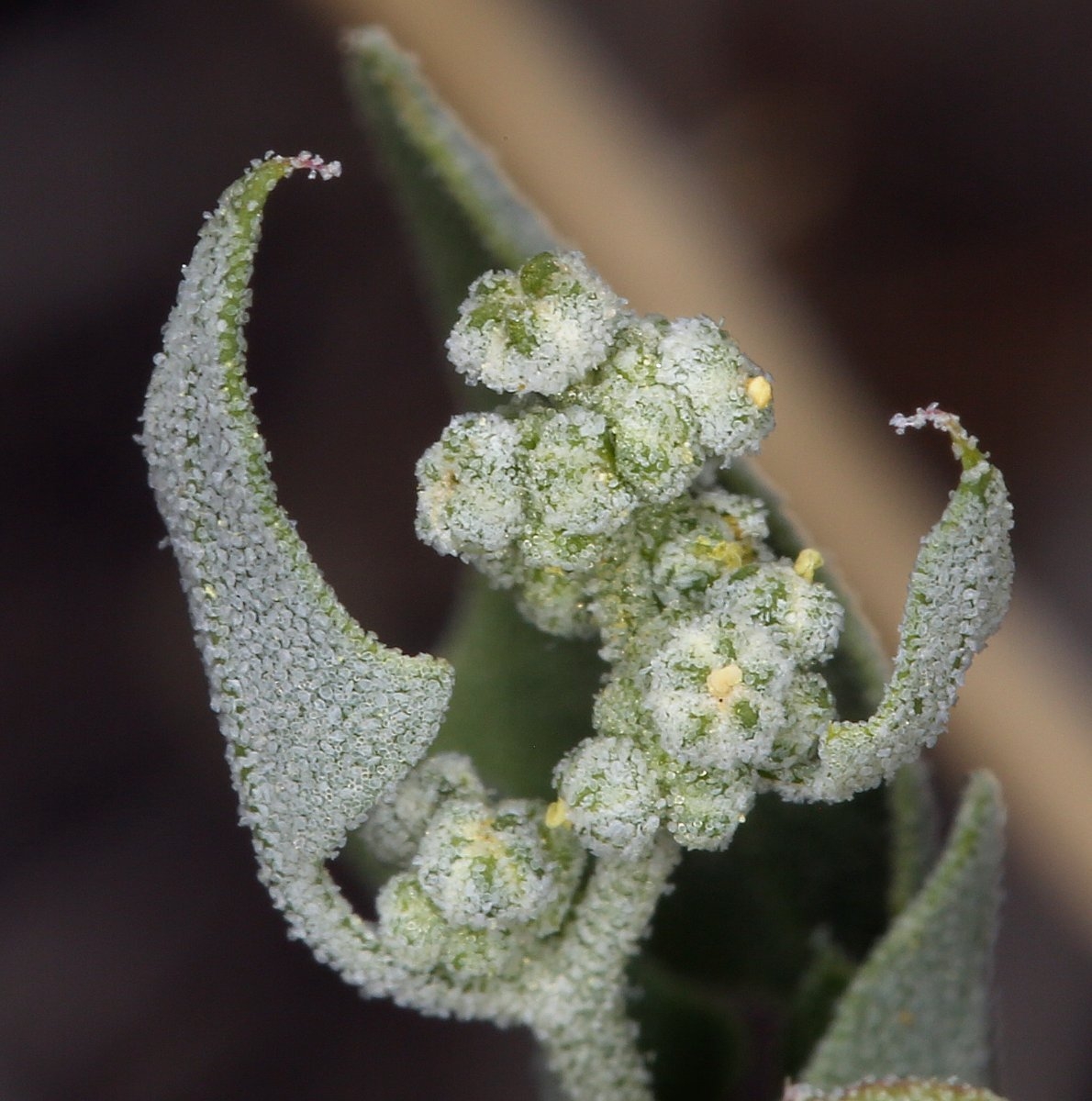 Chenopodium fremontii