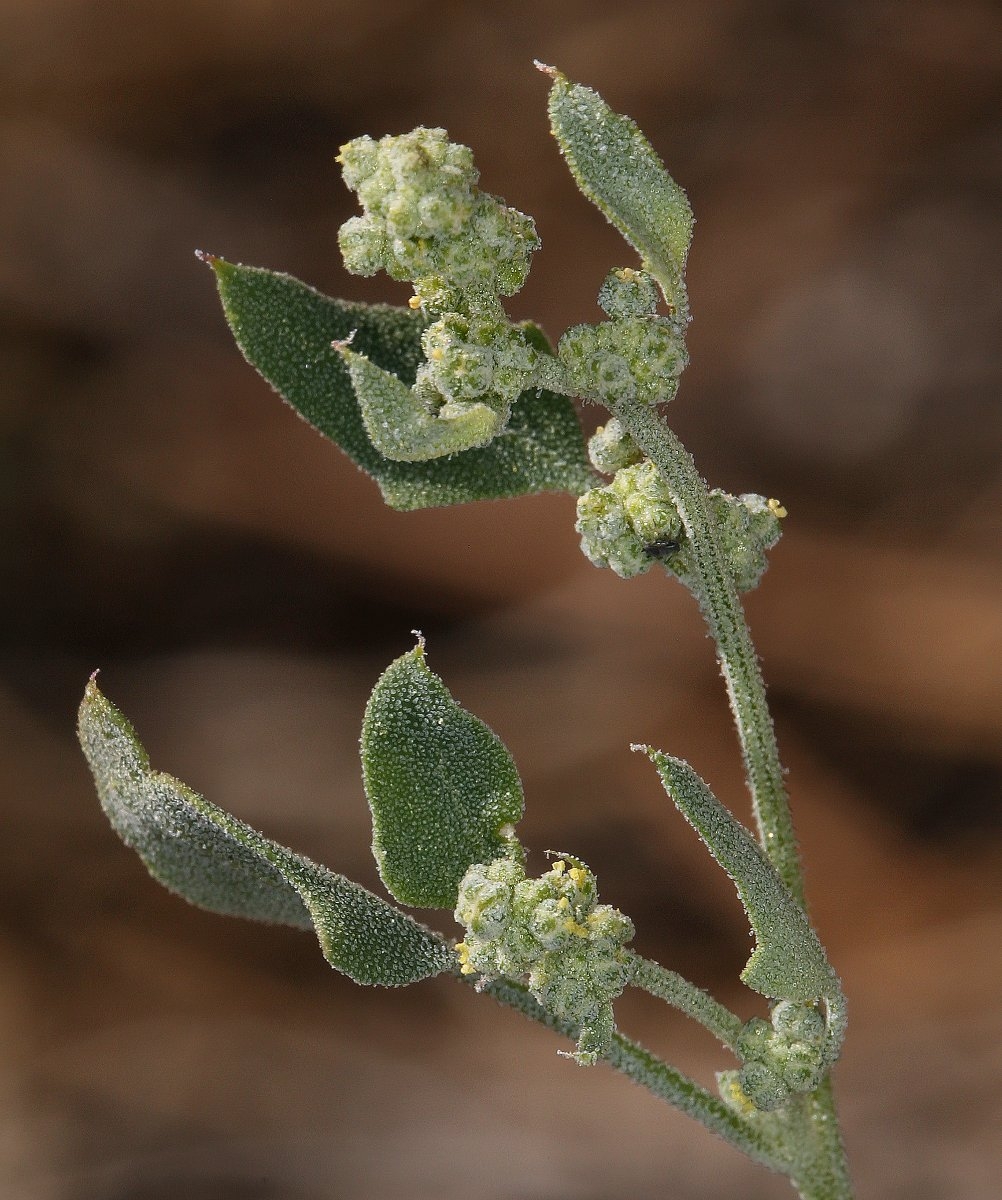 Chenopodium fremontii