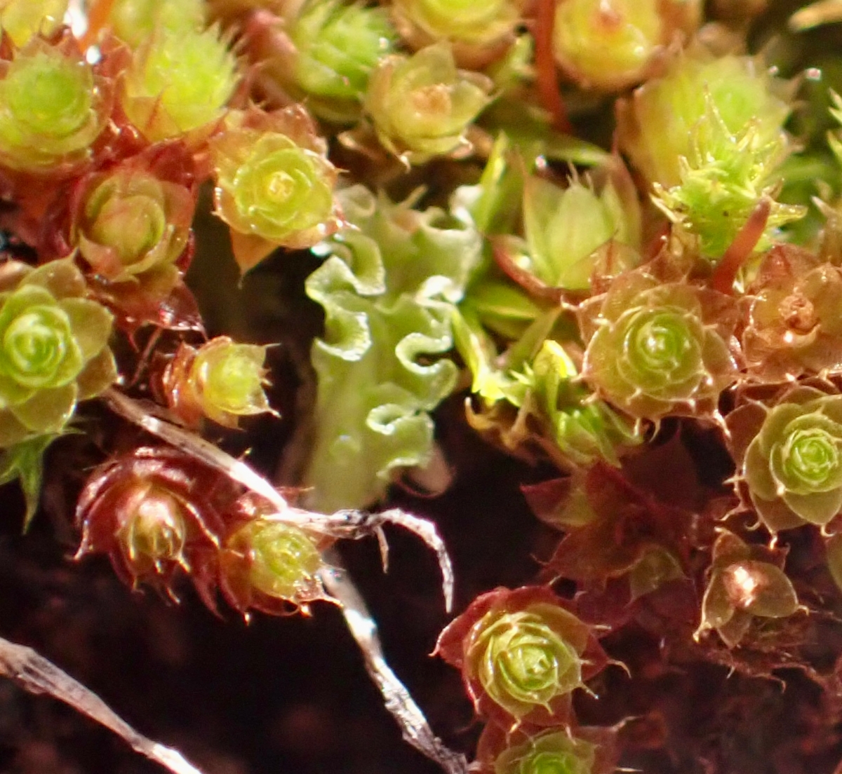 Fossombronia longiseta