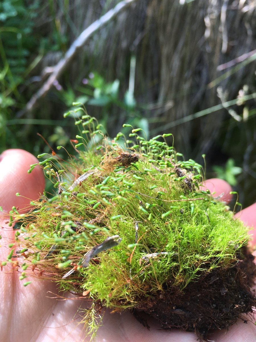 Leptobryum pyriforme