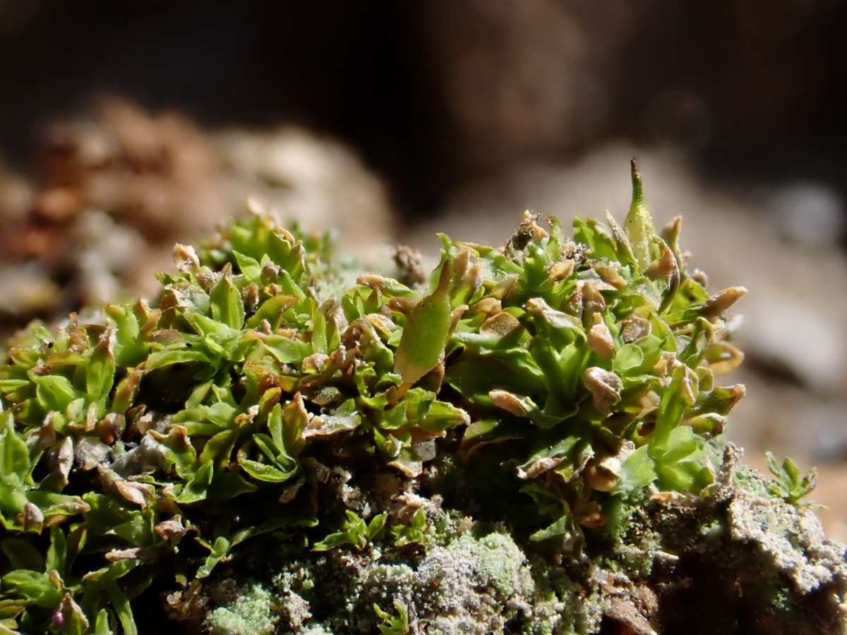 Encalypta intermedia