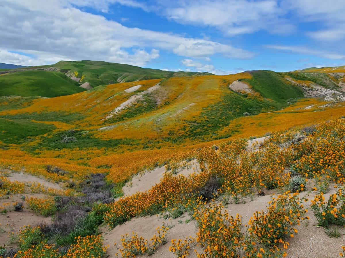 Tumey Hills  Bureau of Land Management